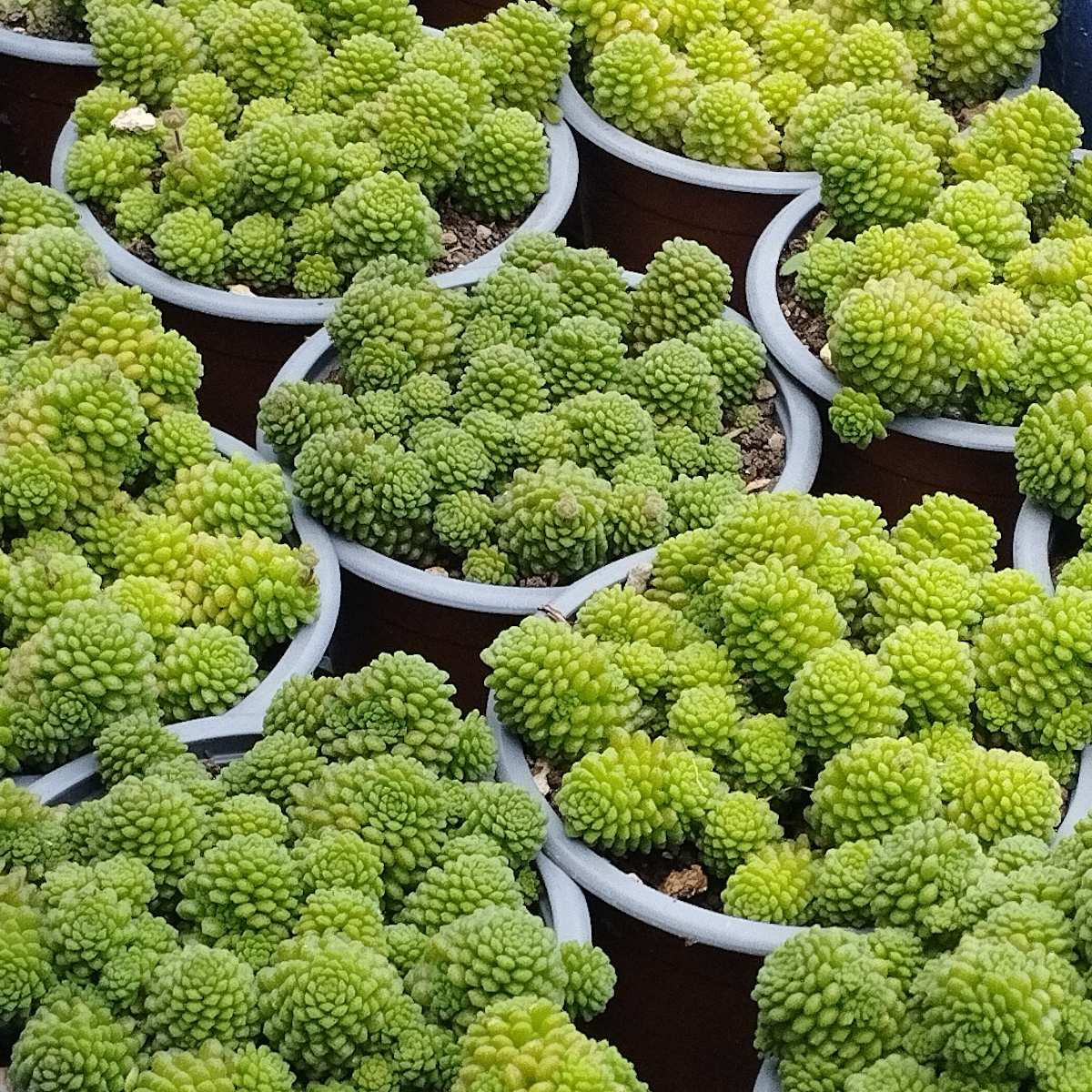 M-123: Monanthes Polyphylla