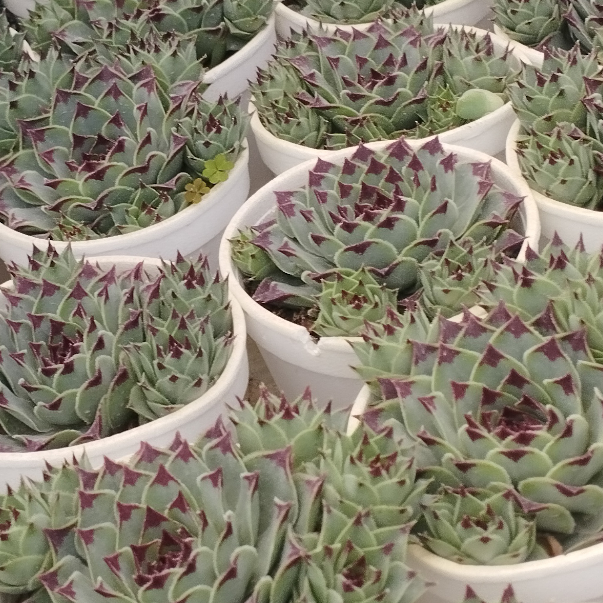 M-101A: Sempervivum Calcareum