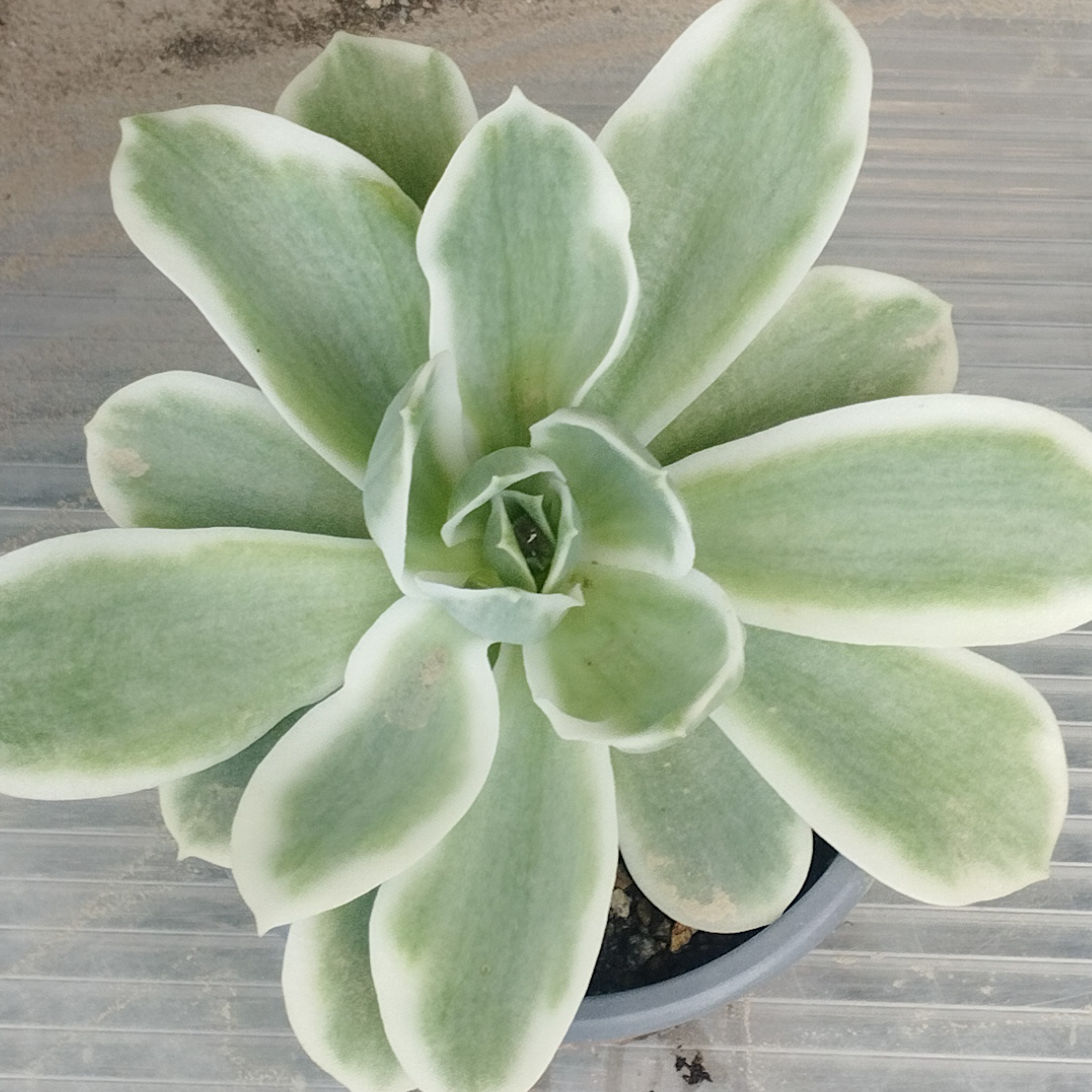 M-165: Echeveria Lemon Rose Var