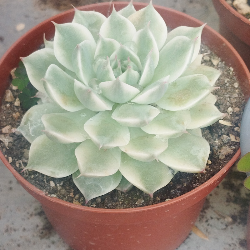 M-445: Margareth Variegada