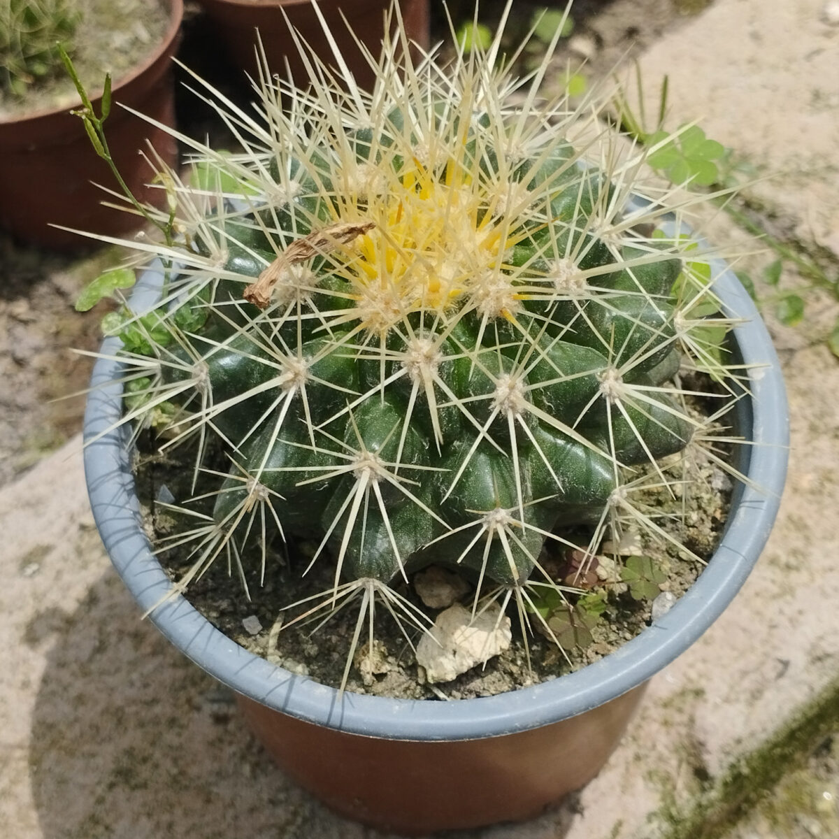 M-521: Echinocactus Grusonii "Asiento de Suegra"