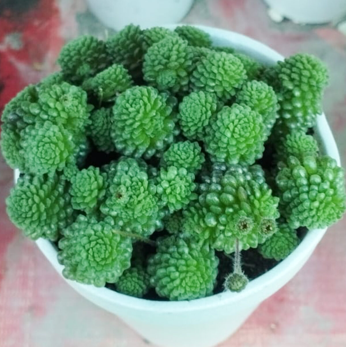 M-123A: Monanthes Polyphylla