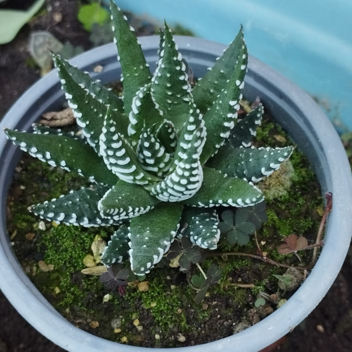 M-147: Haworthia