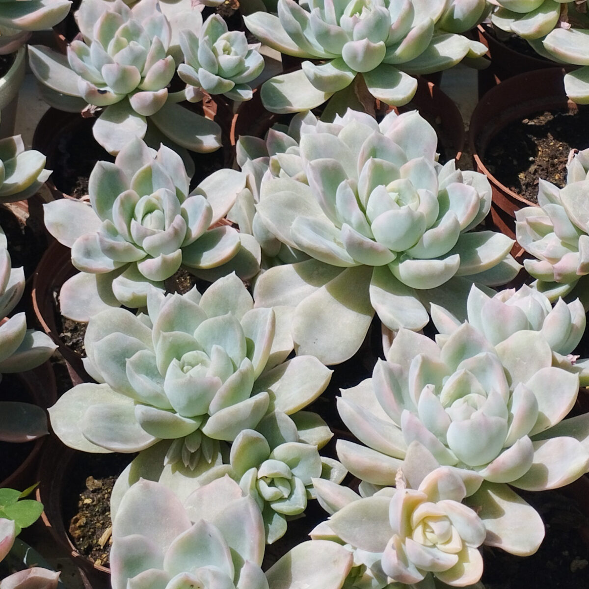 M-414: Fantome Variegata