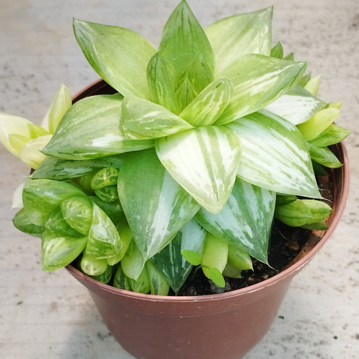 M-387A: Haworthia Cymbiformis Variegata