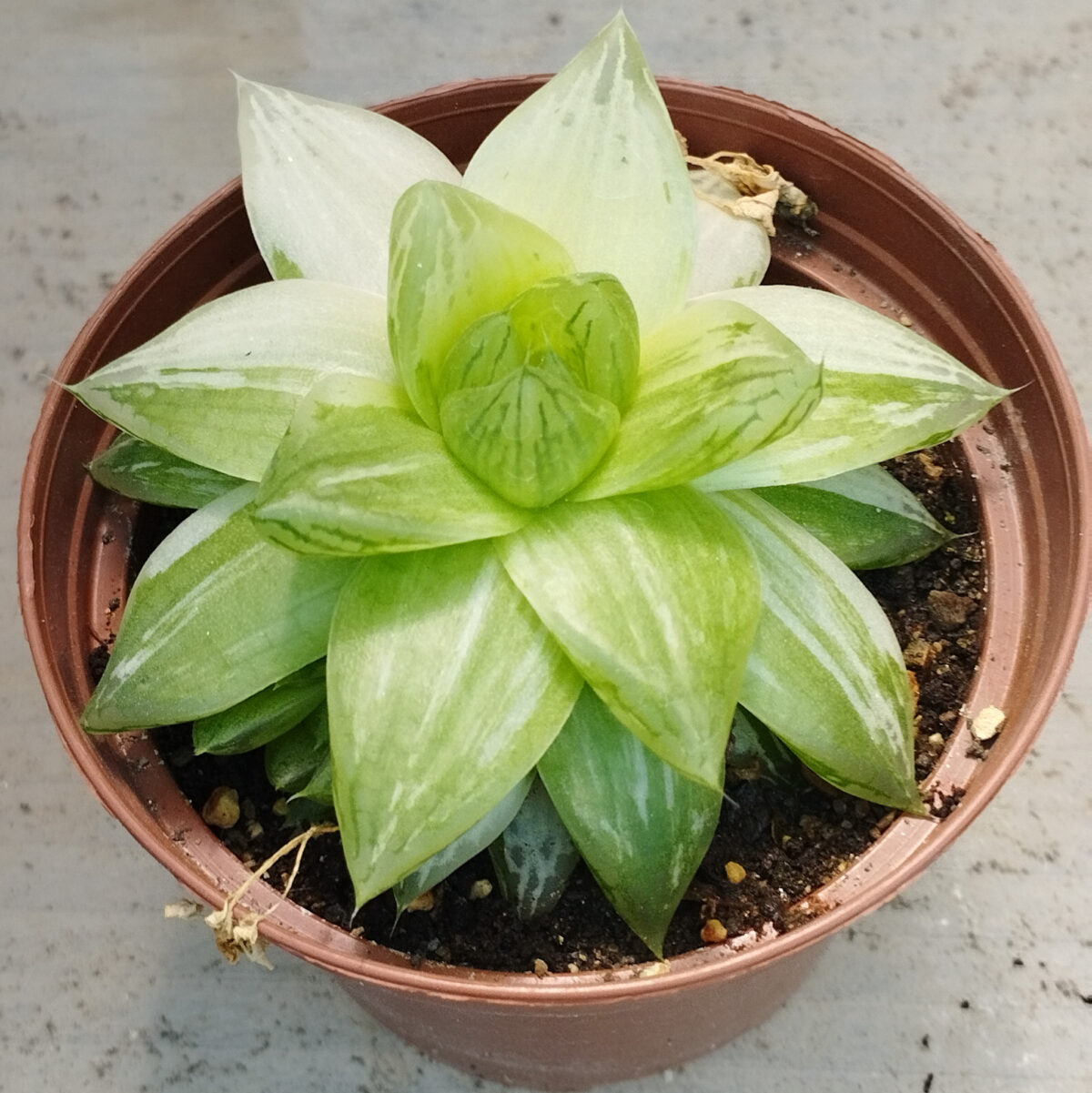 M-387: Haworthia Cymbiformis Variegata
