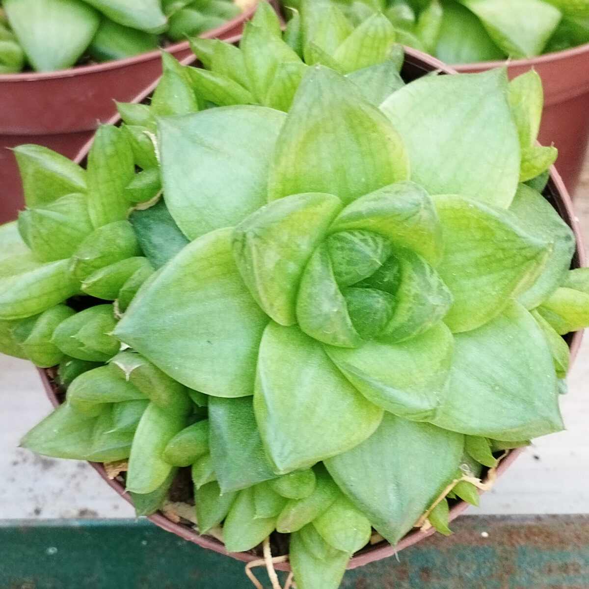 M-275A: Haworthia Cymbiformis