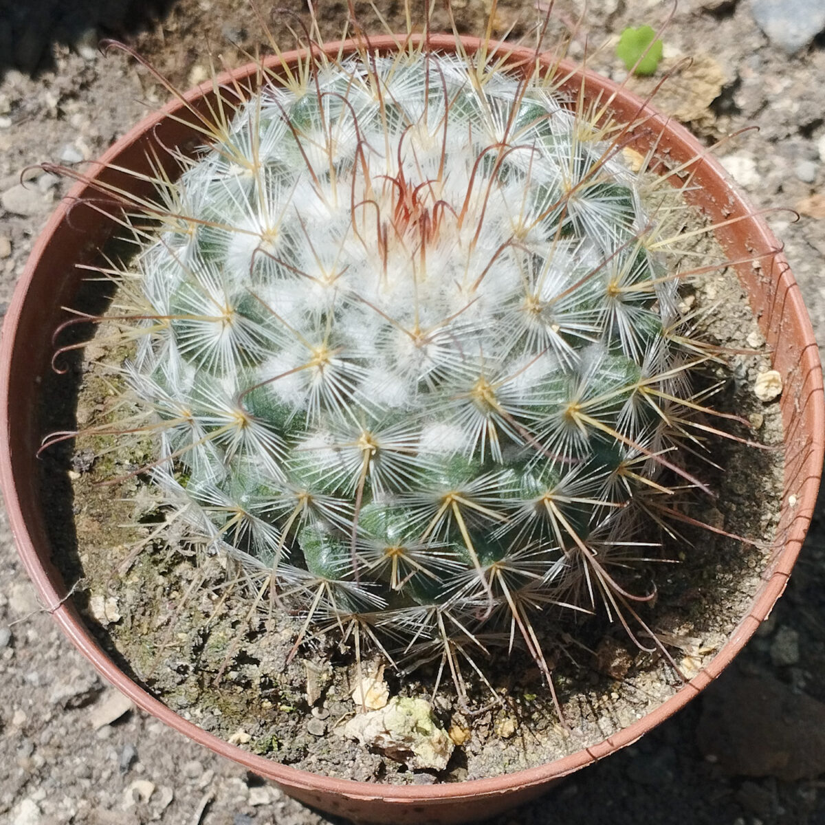 M-524A: Mammillaria Bombycina