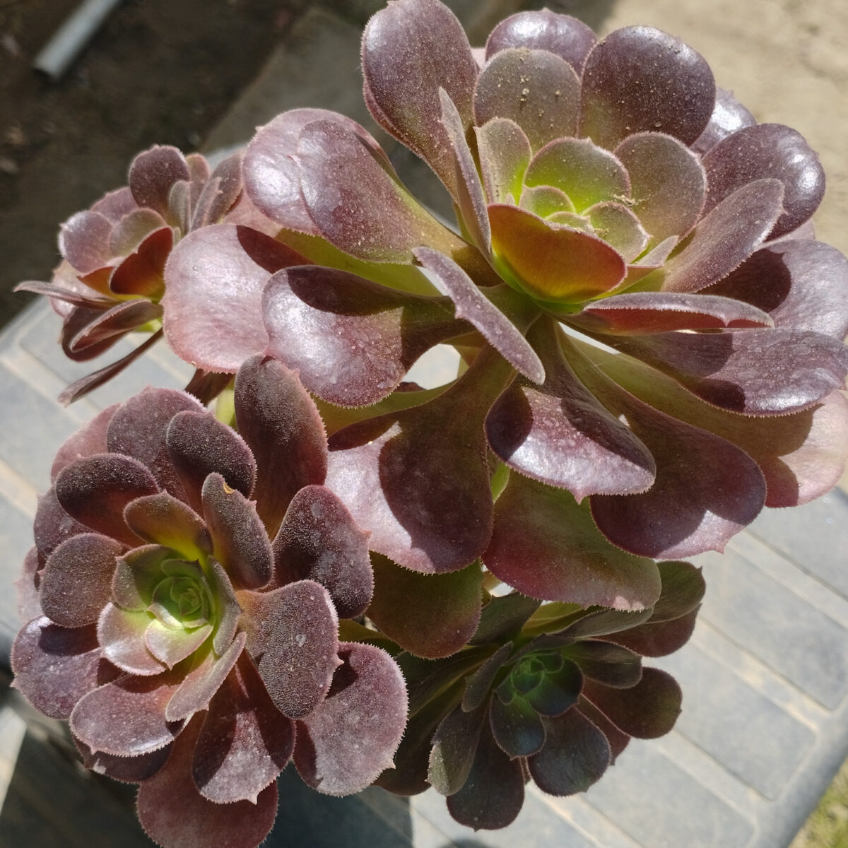 M-195A: Aeonium Velour