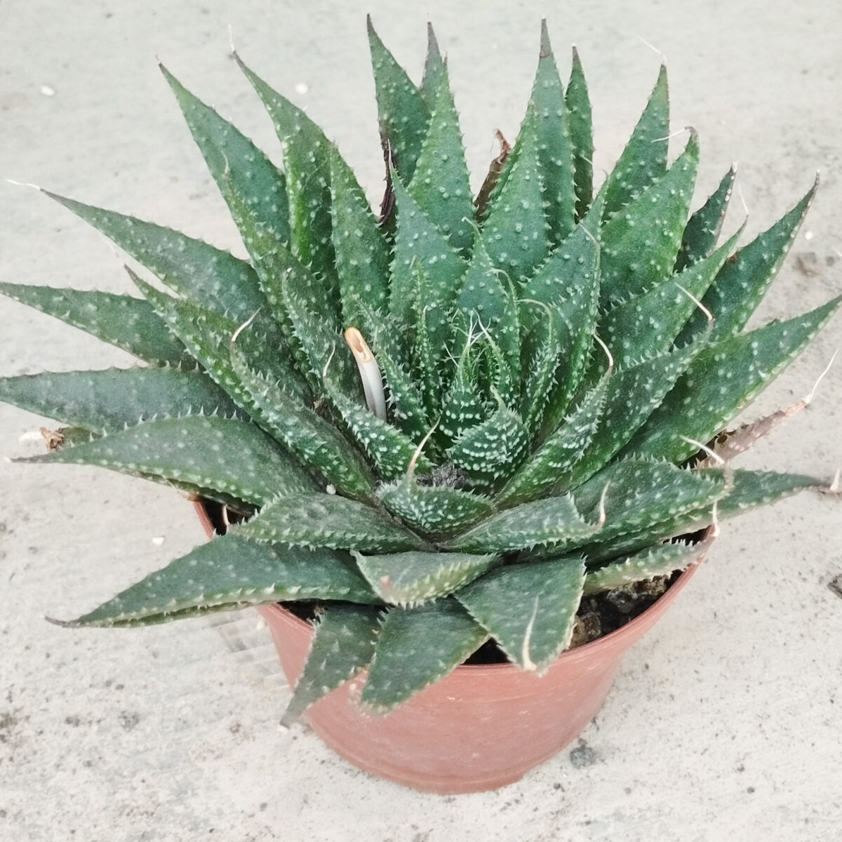 M-267A: Haworthia Herbácea