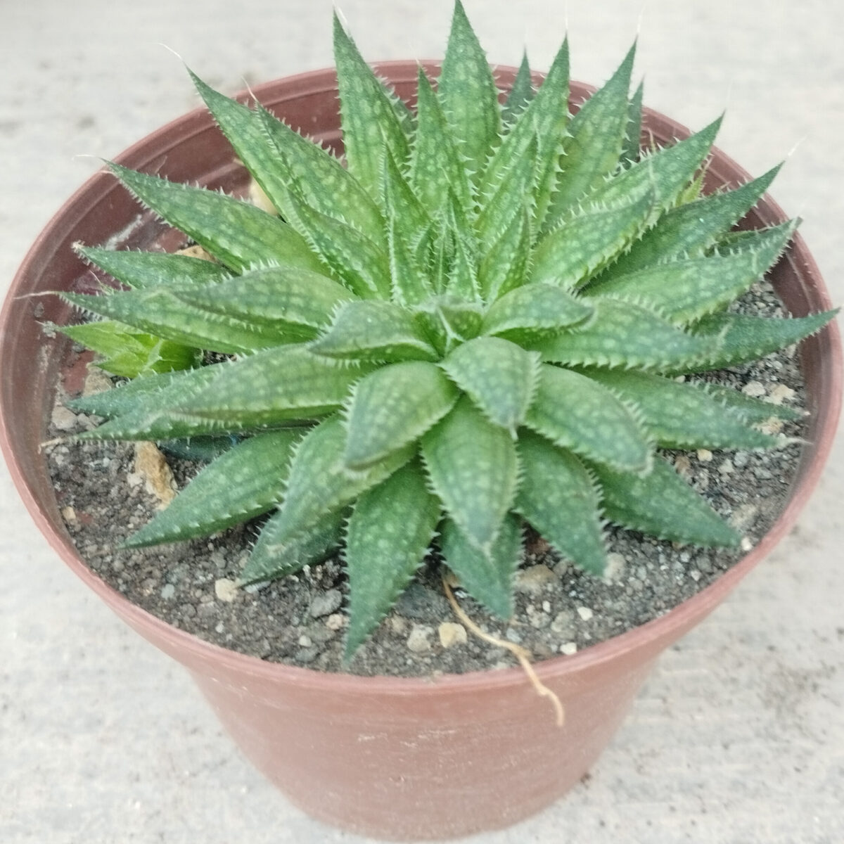 M-277: Haworthia