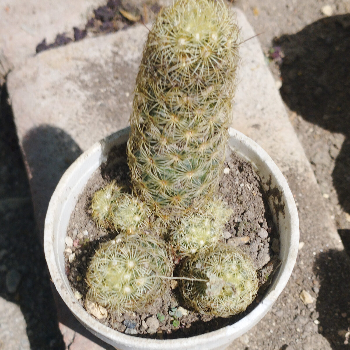 M-515: Mammillaria