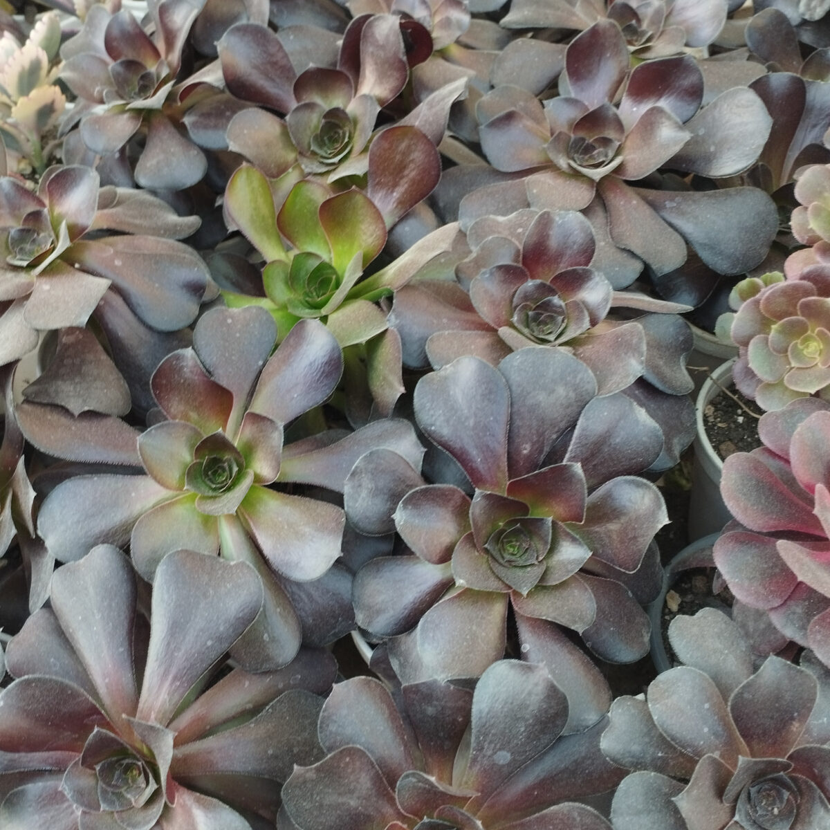 M-148: Aeonium Gigante