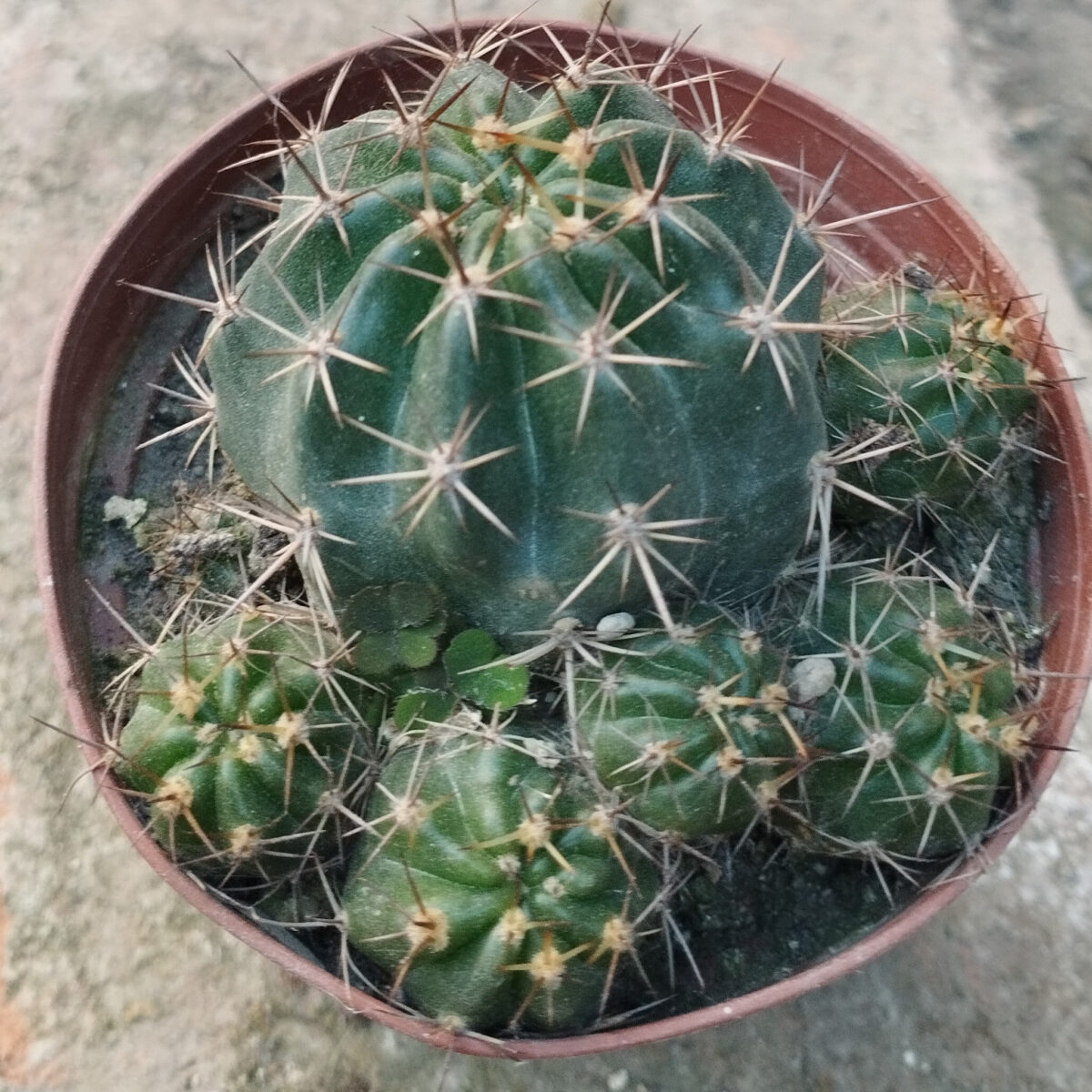 M-503: