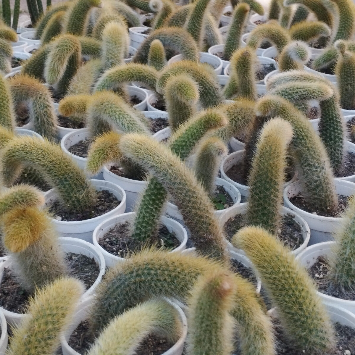 M-516: Cleistocactus Colademononis