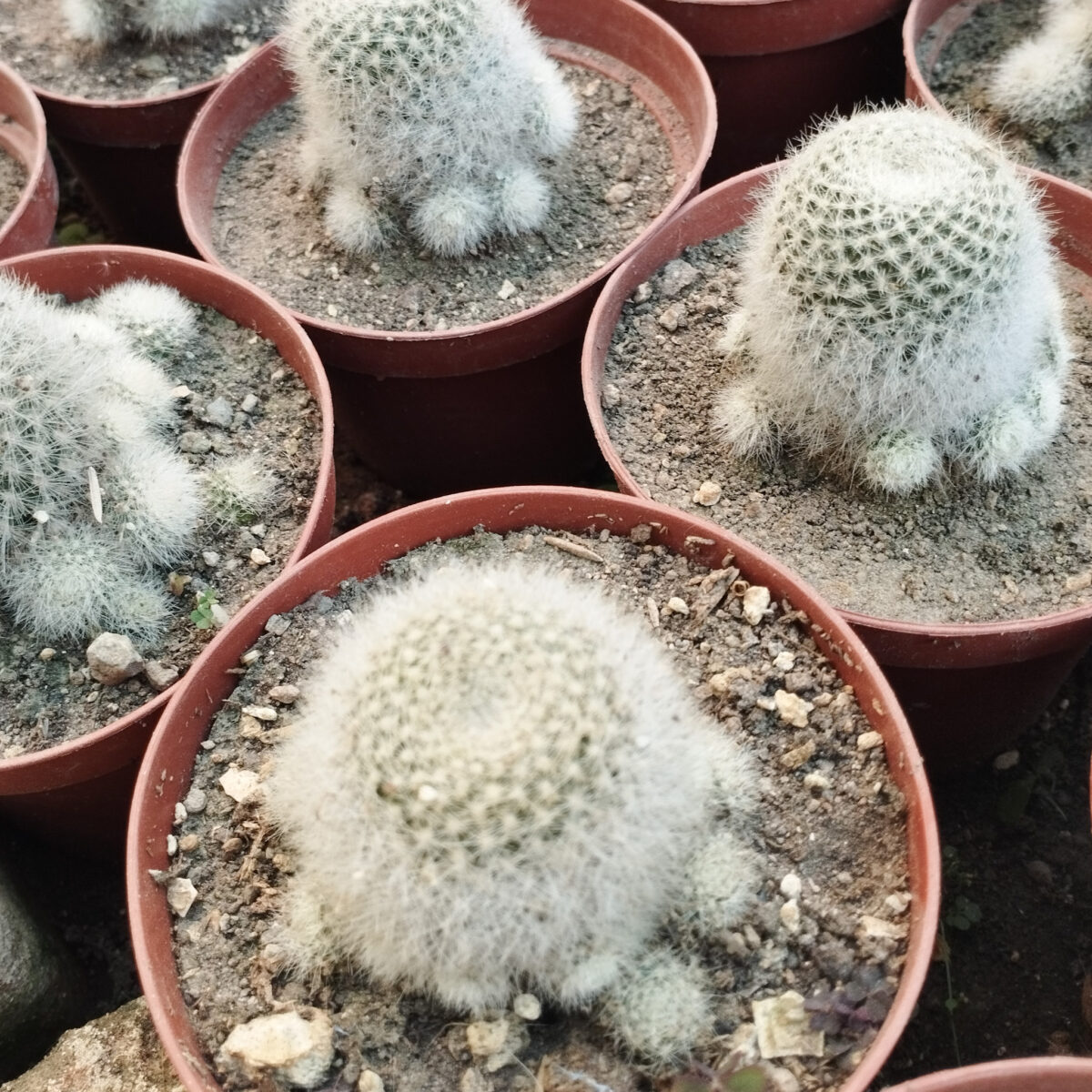 M-517A: Mammillaria Johnson