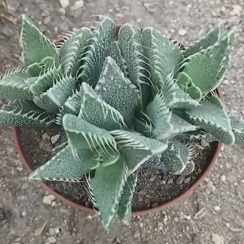 M-178: Faucaria Mounstruosa
