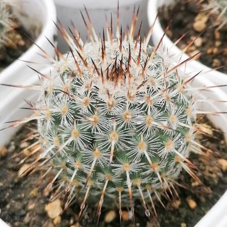 Mammillaria Hahniana