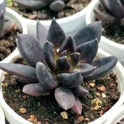 Echeveria Black Knight