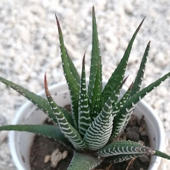 Haworthia Attenuata "Cebra"
