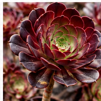 Aeonium Velour
