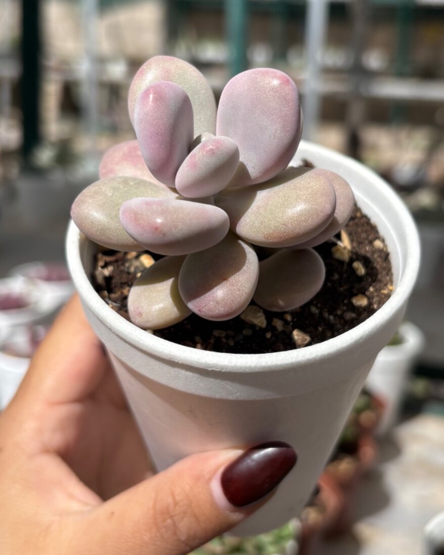 M-101: Pachyphytum Bracteosum Pink