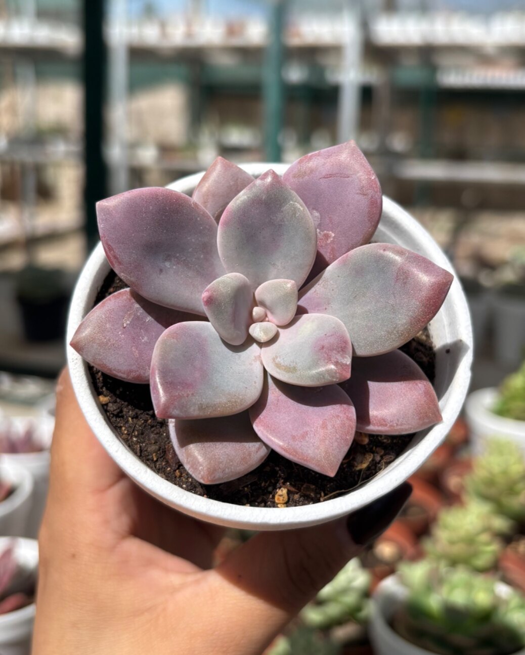 M-105: Graptoveria Murasaky