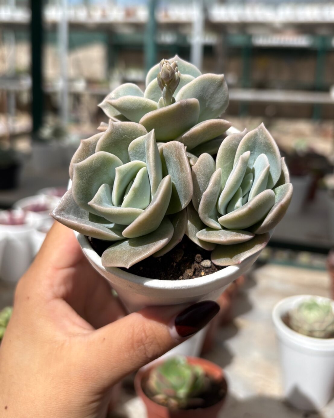M-102: Graptoveria Lovely Rose
