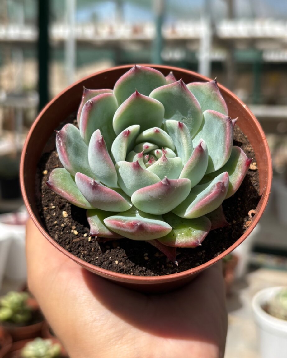 M-103: Echeveria Chihuahuense