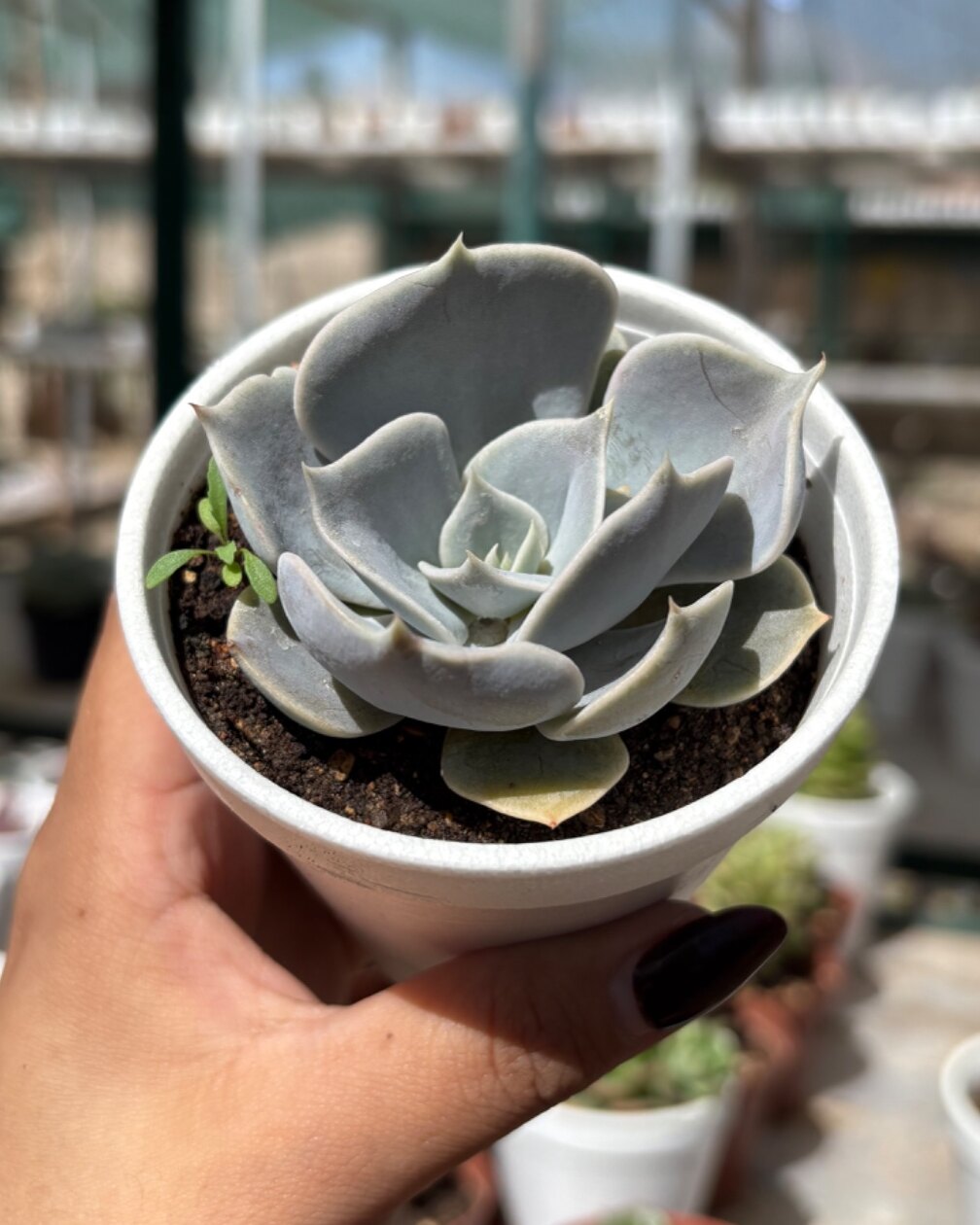 M-104: Echeveria Lilacina