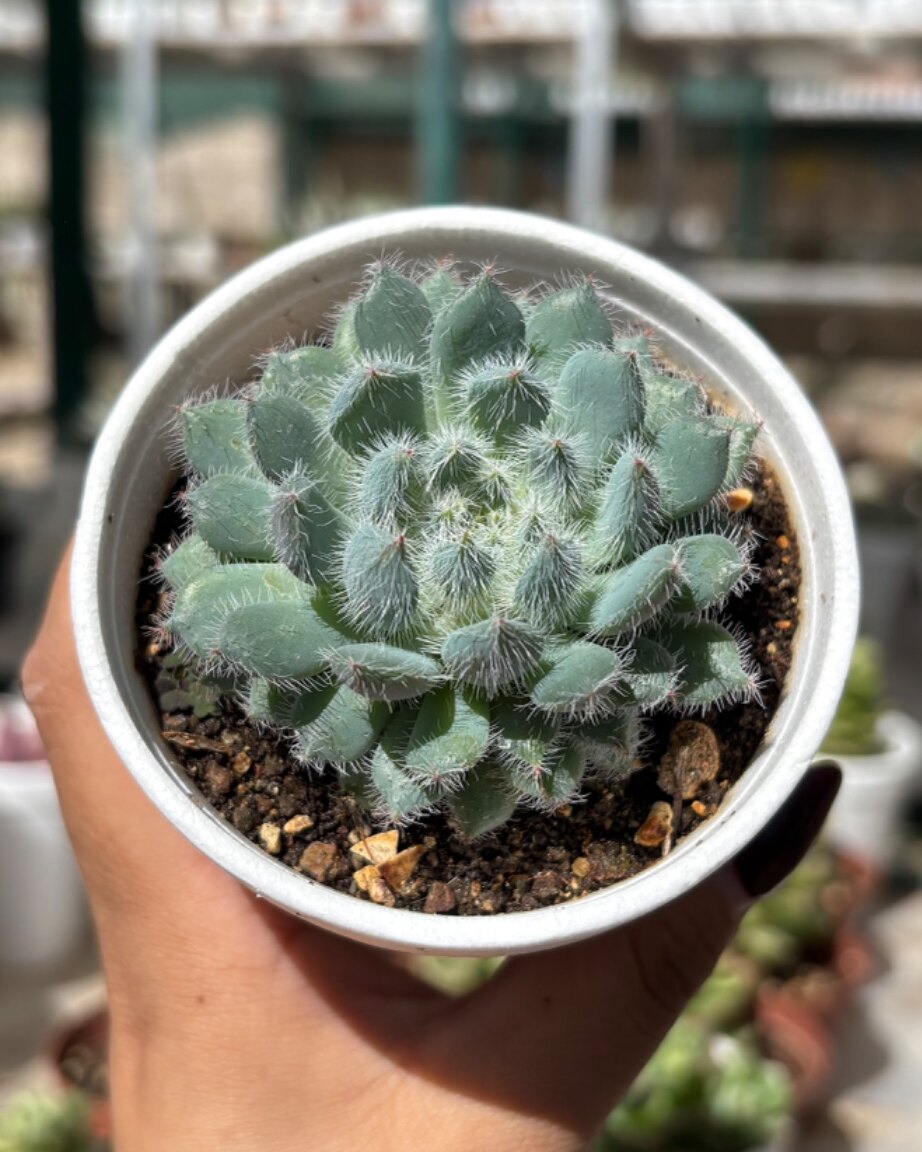 M-107: Echeveria Setosa