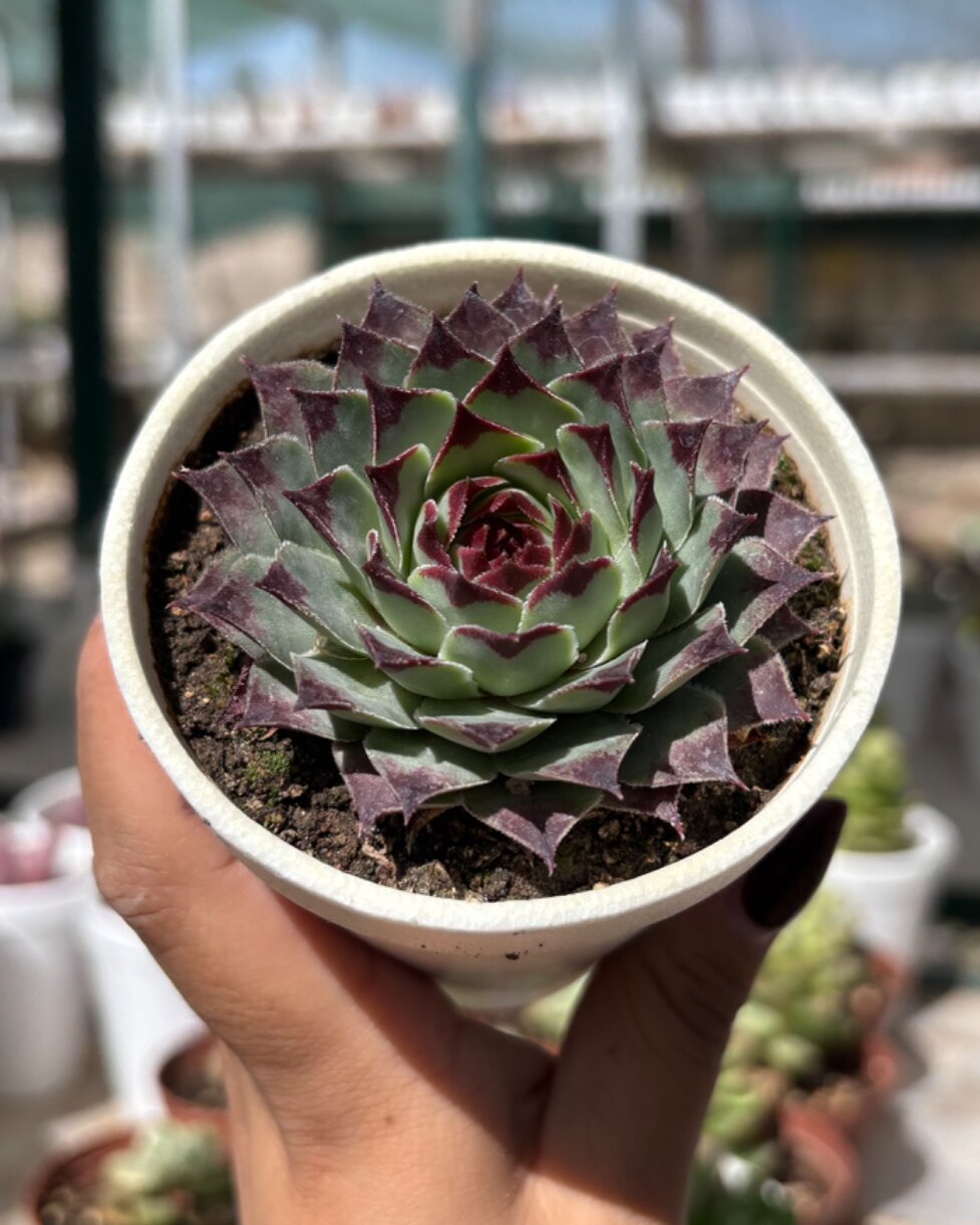 M-110: Sempervivum Calcareum