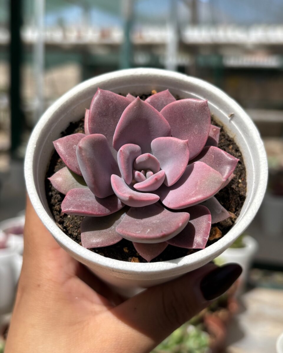 M-111: Graptoveria Debbie