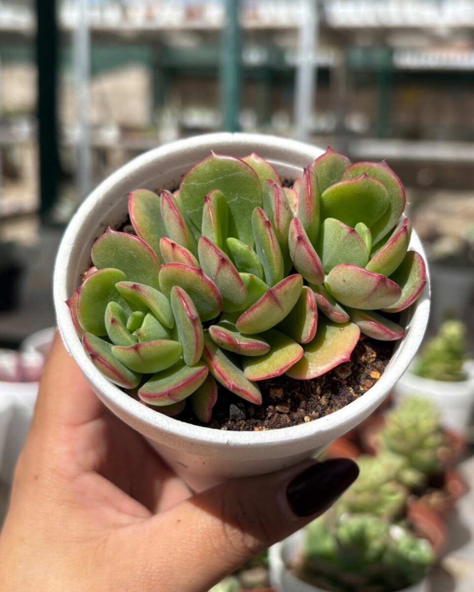 M-112: Echeveria Vitor