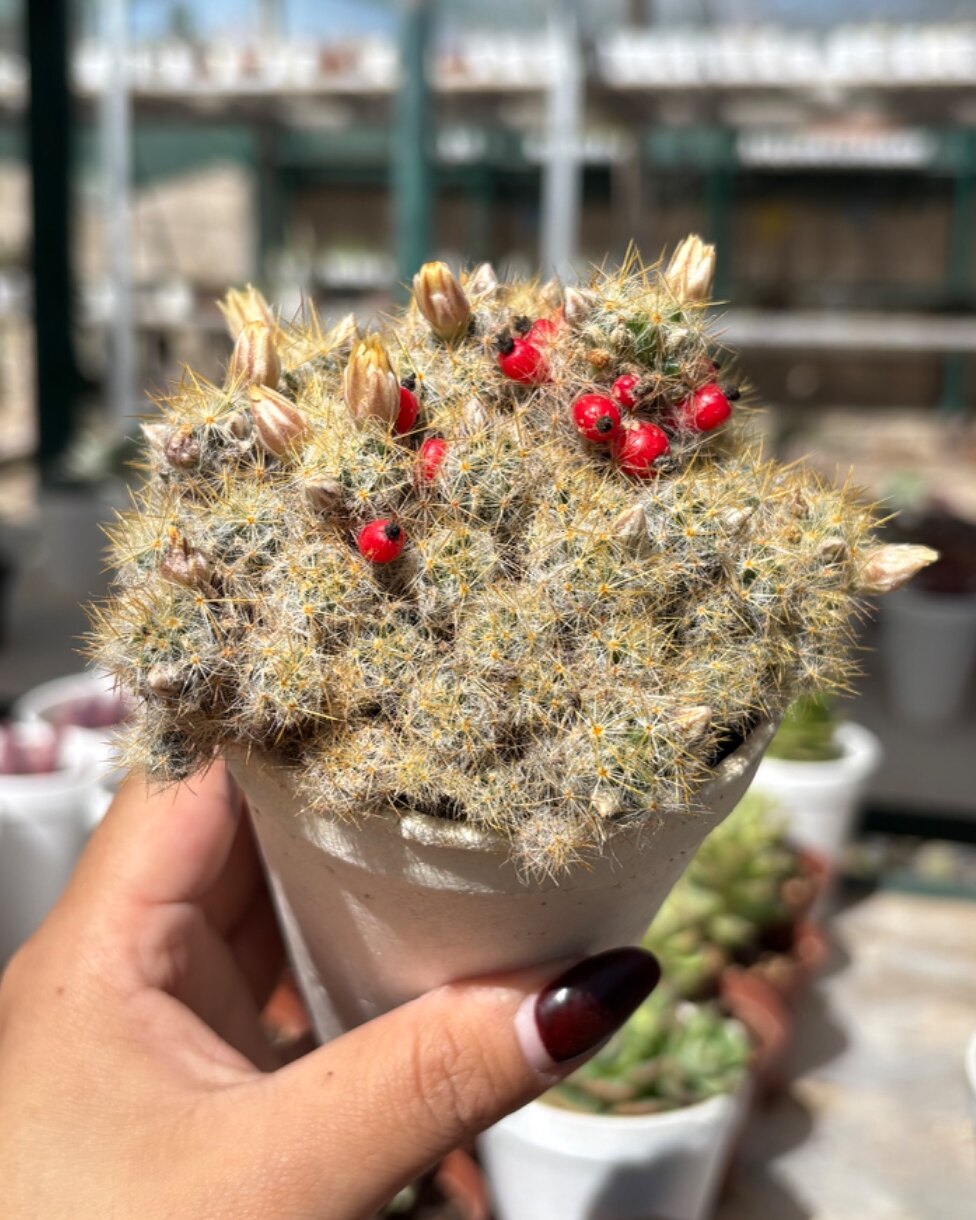 M-115: Mammillaria Prolifera Ssp Haitiensis