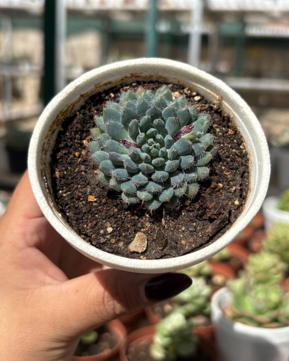 M-117: Echeveria Setosa Mini