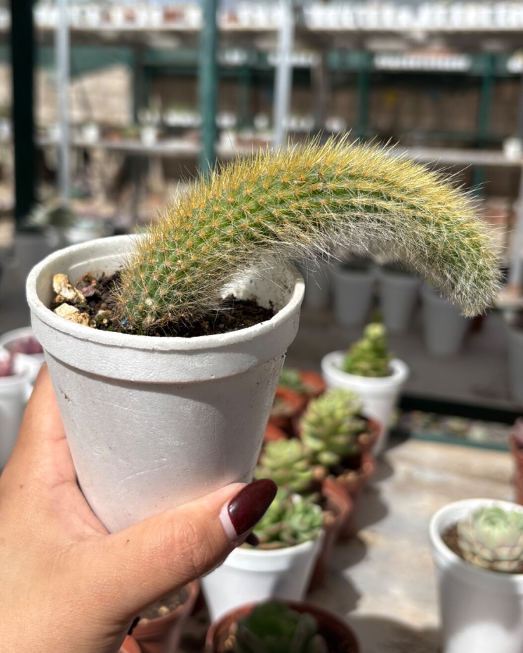 M-118: Cleistocactus Colademononis