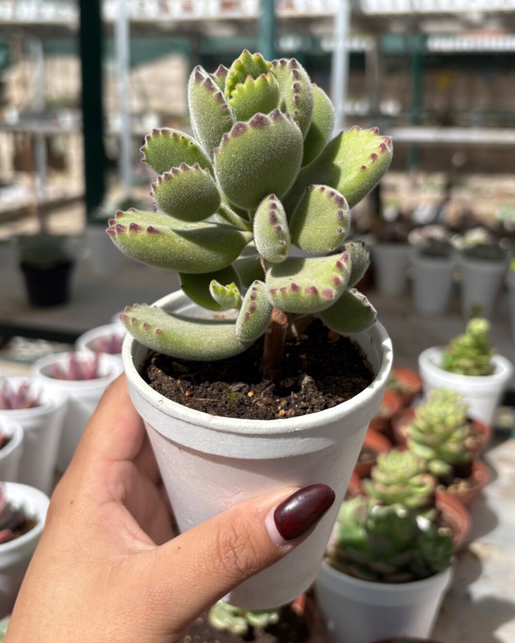 M-113: Cotyledon Tomentosa