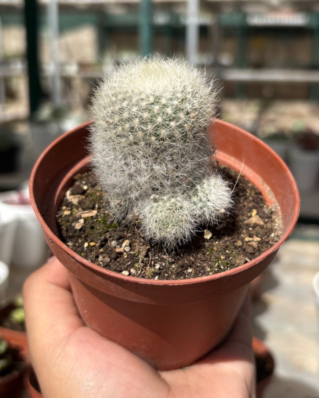 M-114: Mammillaria Johnson
