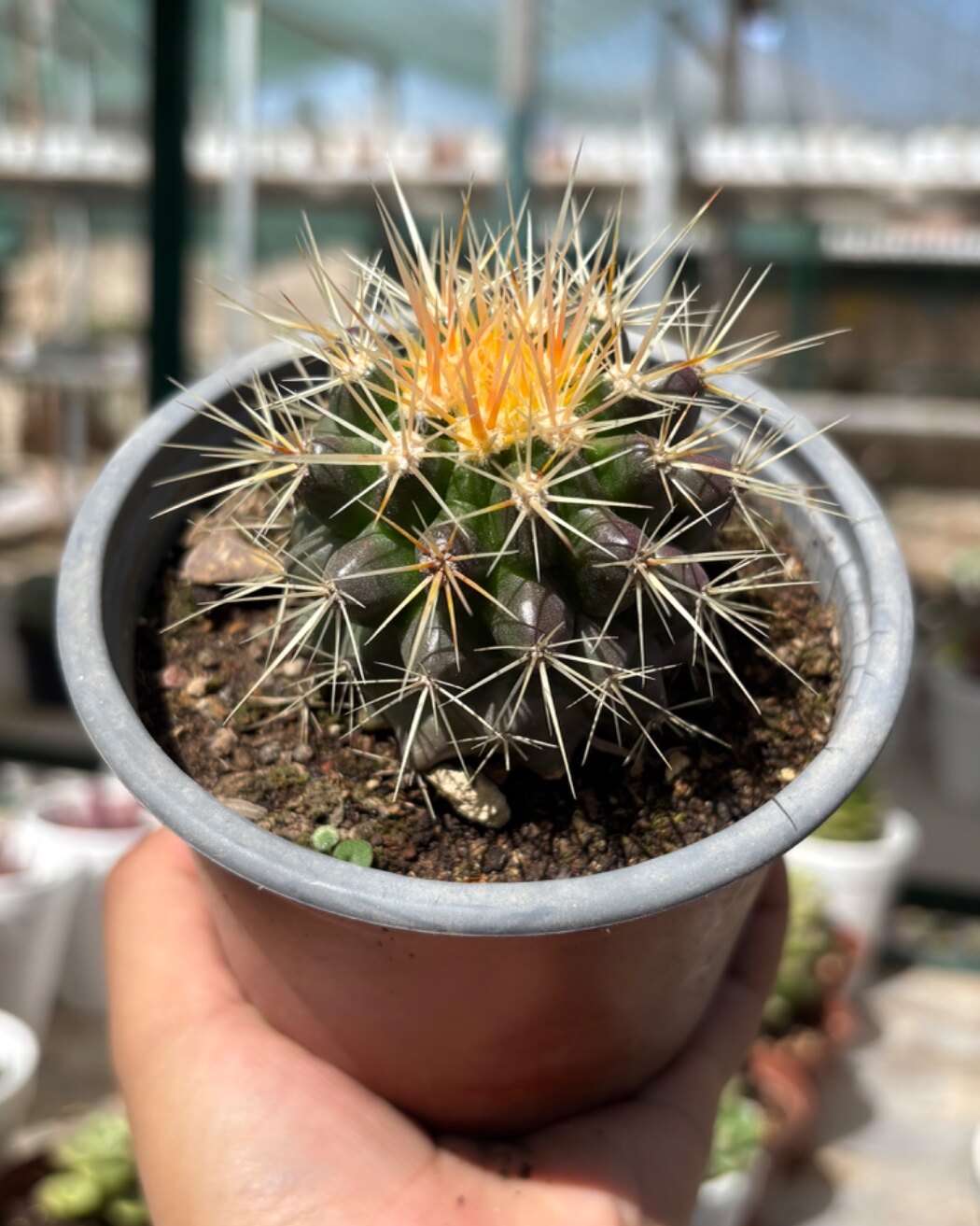 M-119: Echinocactus Grusonii "Asiento de Suegra"