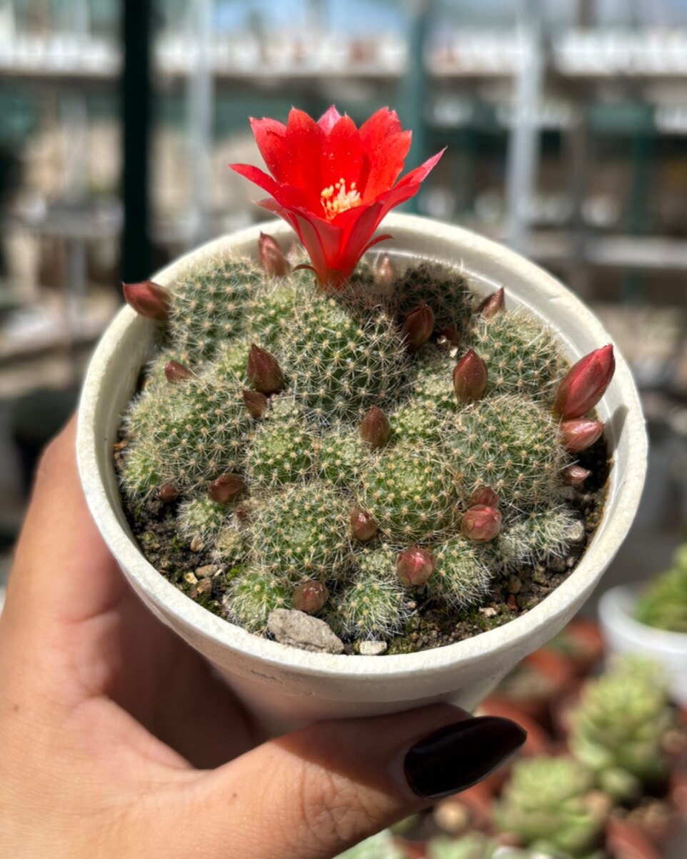 M-120: Rebutia minuscula