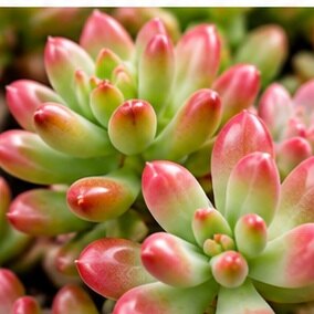 Sedum Rubrotinctum "Aurora"